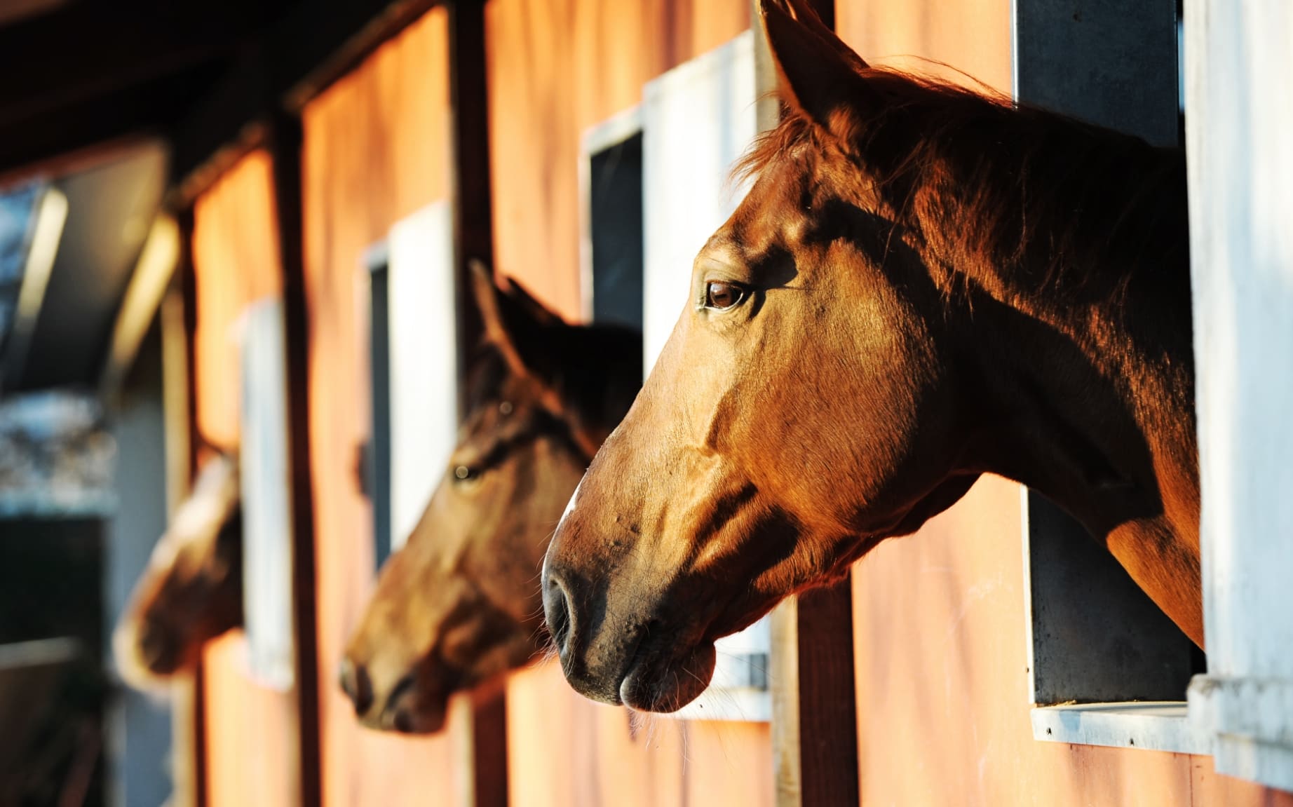 Horses in stables