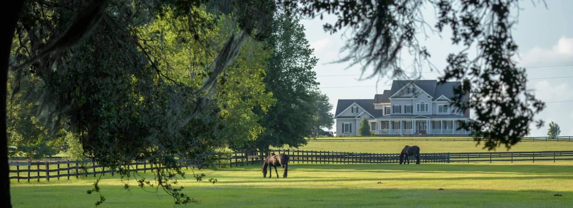 Horse in field with a property in the distance