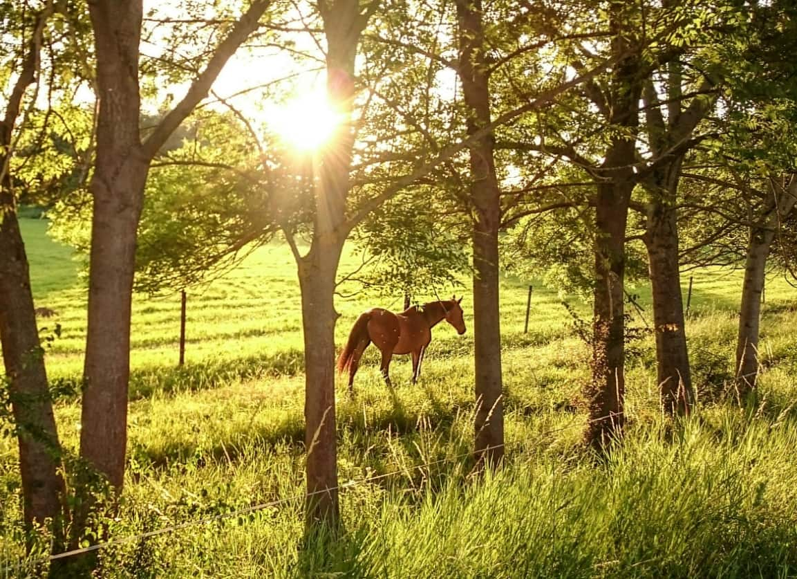 Horse in a field in sunshine