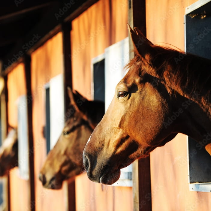 Horses in stables