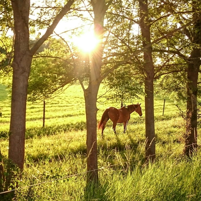 Horse in field with sun behind